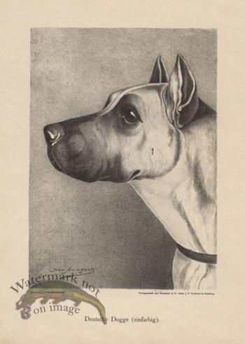 1890s Dogs 36